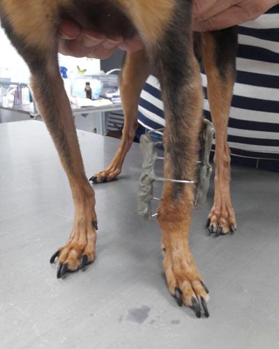 Унцинариоз собак: симптомы, диагностика и лечение | Новости ветеринарии