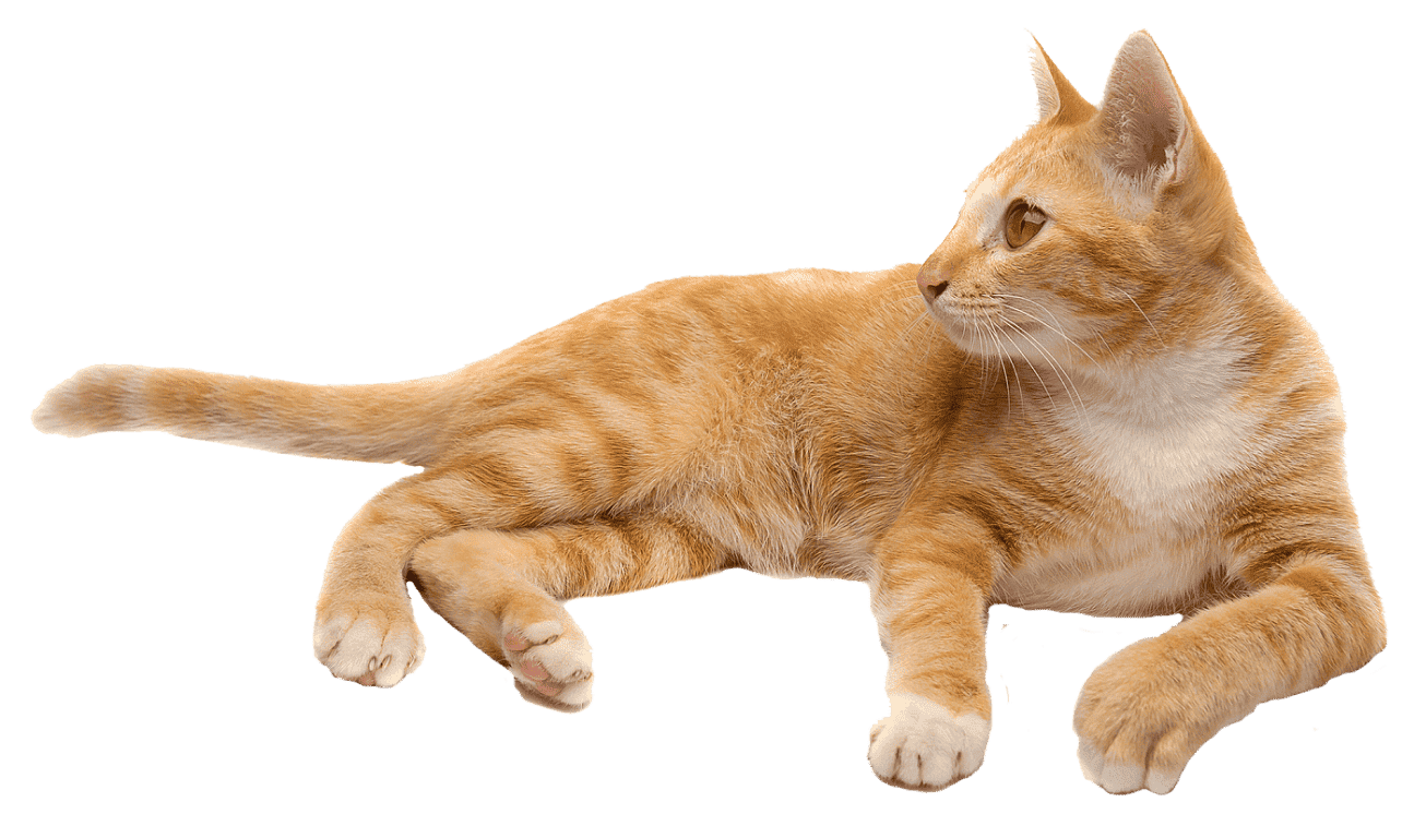 Кошка у окна весной