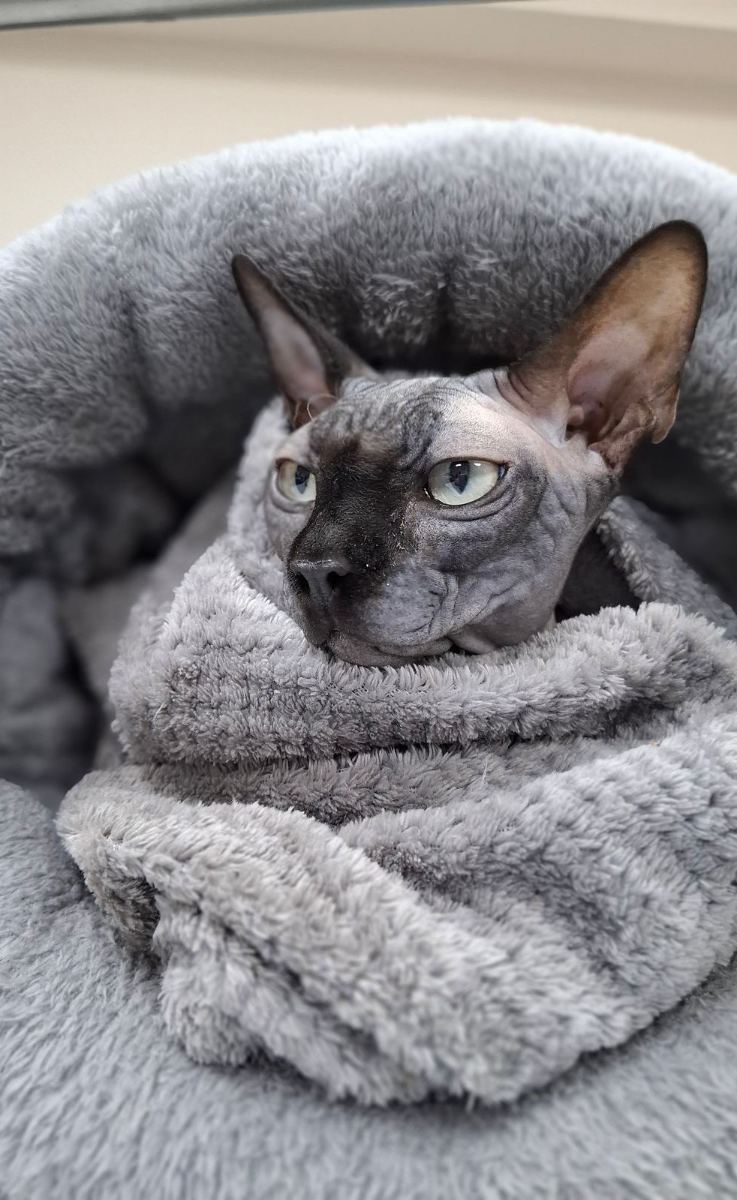 Кошка в бандане донора